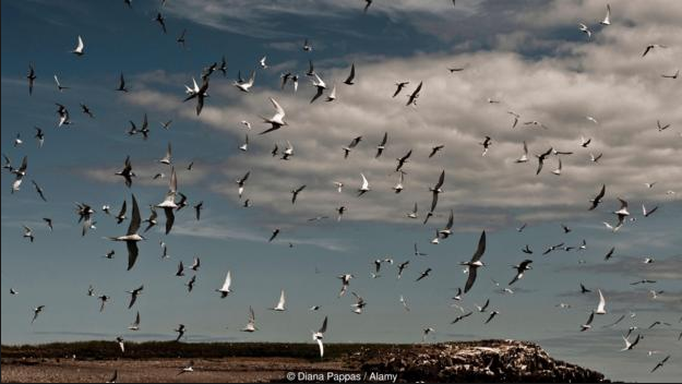 Arctic Tern