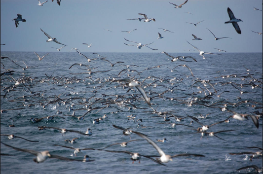 Sooty Shearwater