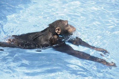 ما هي الحيوانات البرية التي تتقن السباحة؟